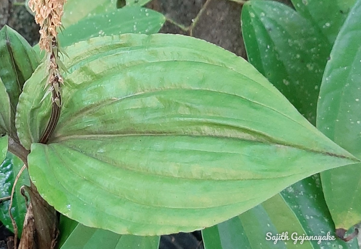 Crepidium versicolor (Lindl.) Sushil K.Singh, Agrawala & Jalal